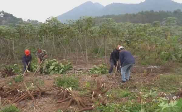 樟木：木薯丰收季 田间采收忙