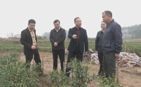 黄锦锋到桂平调研秋冬种、乡村振兴等工作